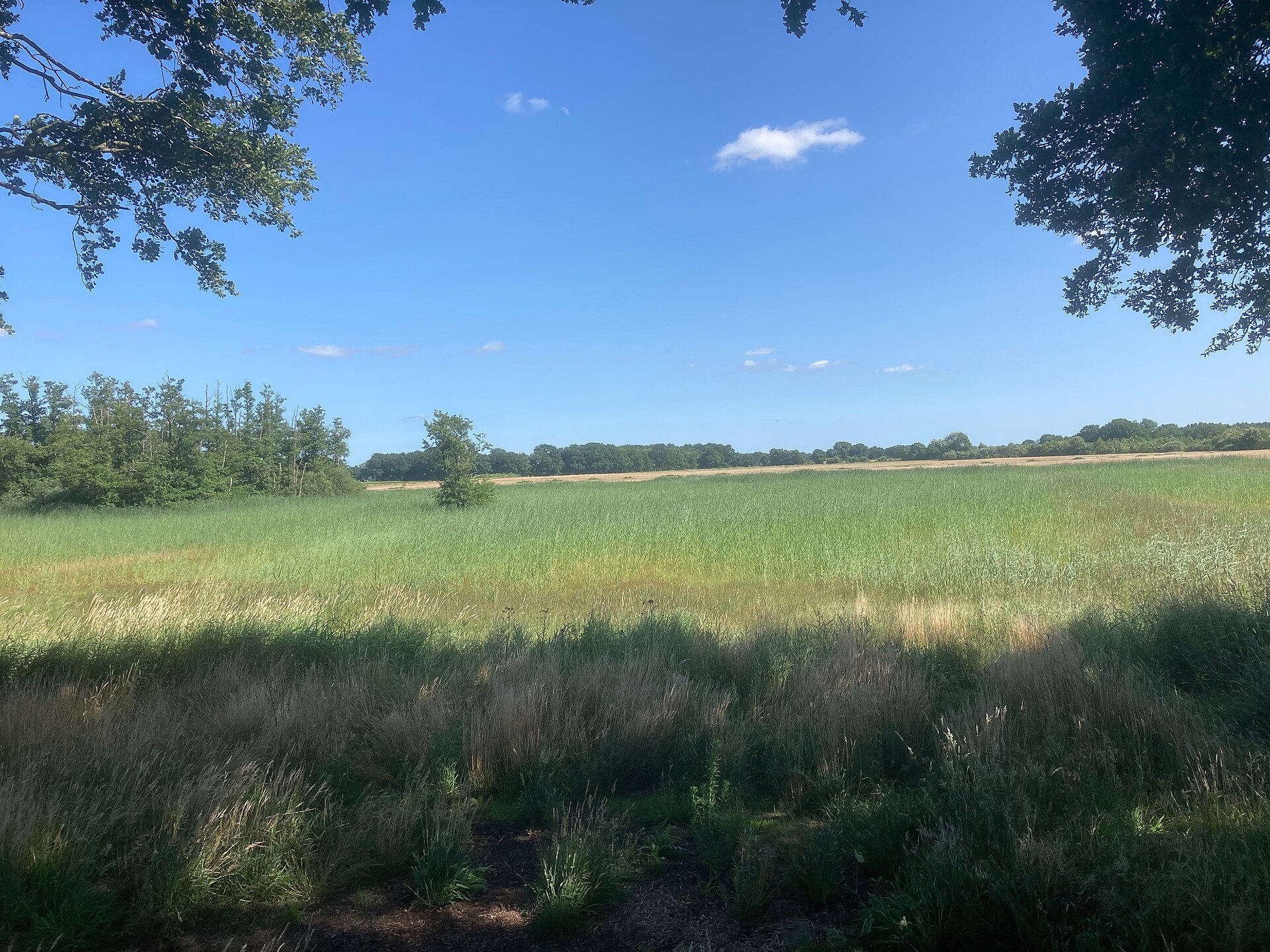 Website laten maken in Hardenberg – lokaal stadsbeeld